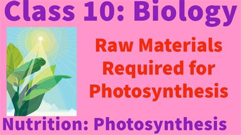 💐 Raw Materials Of Photosynthesis What Are The Raw Materials And End