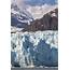 Margerie Glacier  Bay National Park Alaska Ron Niebrugge