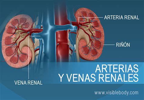 Irrigacion Arterial De Rinones Y Ureteres Rinon Anatomia Anatomia Images