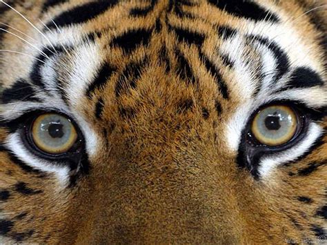 Tiger S Eyes Wildlife Photography Wallpaper Fanpop