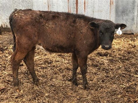 Angus Holstein Cross Heifer Calf Approximate Fragodt Auction And