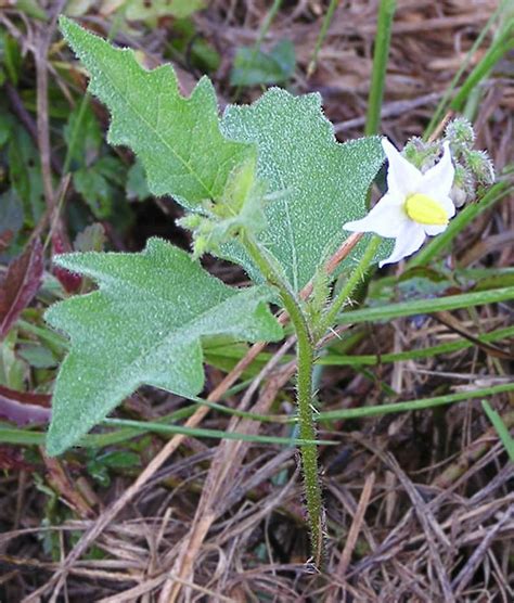 Weed technology publishes on how weeds are managed, including work on herbicides, weed biology, new control technologies, and reports of new weed issues. Solanum carolinense - Wikipedia
