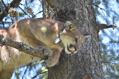 Tracking Cougars In Washington Out There Outdoors