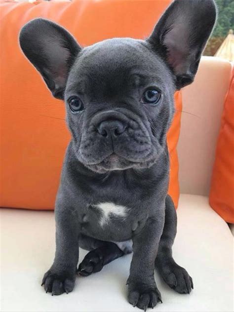 They are loved from birth and are socialized and happy henry hi, henry is a french bulldog puppy. Blue French Bulldog Puppy | english bulldogs | Pinterest ...