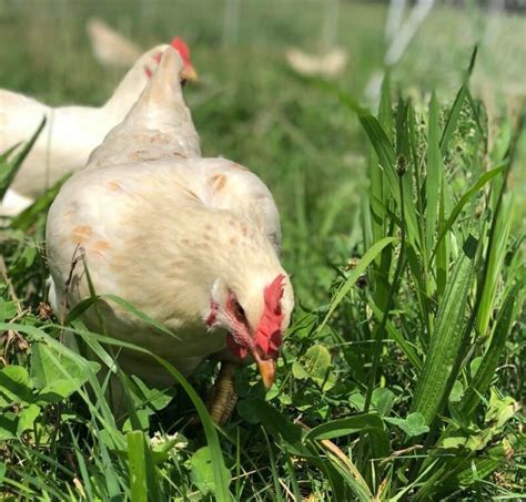 Understanding Chicken Labels Free Range Vs Pasture Raised And The