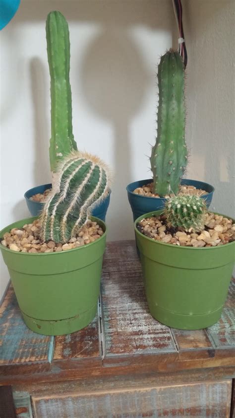 A native of south africa, it grows naturally in dry conditions and has developed thick fleshy leaves to… Had this indoor jade plant for two years and it's suddenly ...