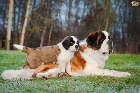 Today saint bernards enjoy the. Saint Bernard Dog Breed | Facts, Highlights & Buying Advice | Pets4Homes