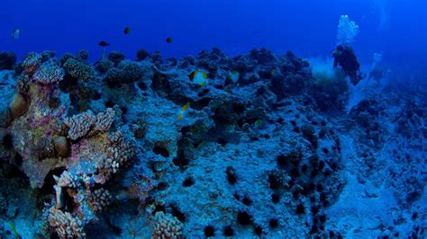 Report Reveals French Polynesias Mountainous Underwater Landscape The