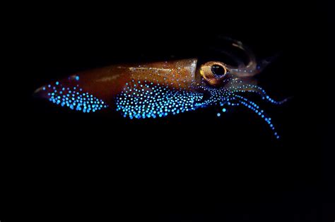 Why Do Firefly Squids Glow Fun Facts About Firefly Squids