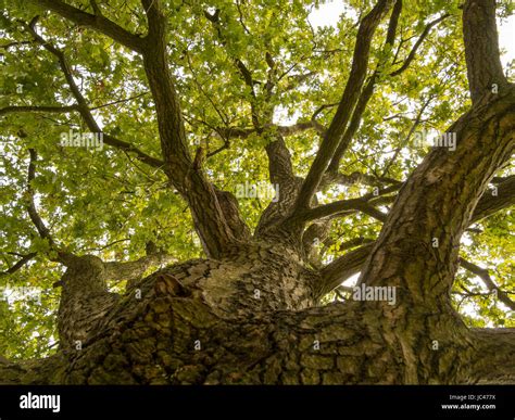 Looking Straight Up At The Sky Along The Trunk Of This Big Oak Tree