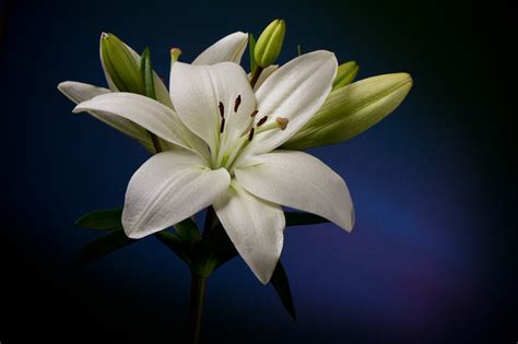 Because of that a white lily flower is usually used at weddings or births. Strobist Lily still-life flower photograph - a photo on ...