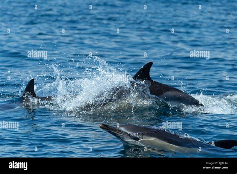 Short Beaked Common Dolphin Delphinus Delphis Adults Swimming