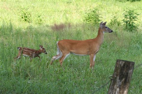 Deer Population Georgia Wildlife Blog