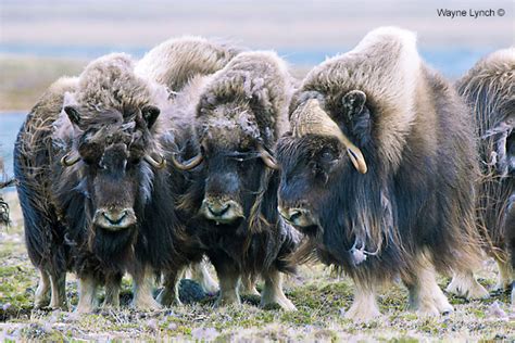 Oomingmak The Beared One Musk Ox The Canadian Nature Photographer