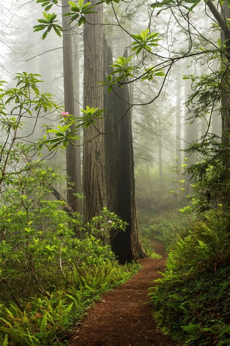 🇺🇸 Path In The Redwood Forest California By Kristina Wilson 500px 🌲