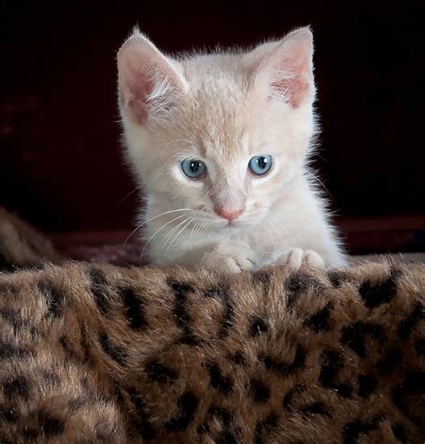 Free Photo Kitty Cat Kitten Pet Animal Free Image On Pixabay