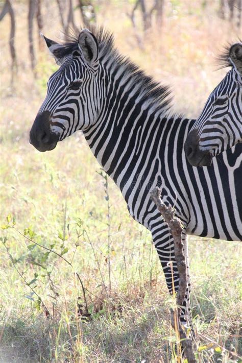 Beautfull Zebra At Ruaha National Park Stock Image Image Of Lion