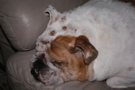 My English Bulldog 5 Yrs Old Is Having Skin Problems Which Look Like