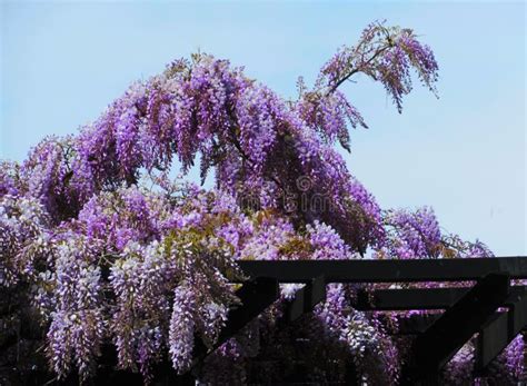 Gorgeous And Attractive Purple Wisteria Flowers Blossom In Spring 2019