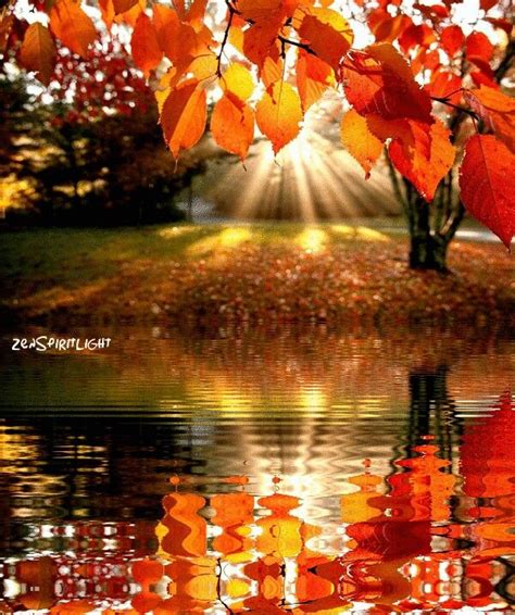 The Sun Shines Brightly Through Autumn Leaves On The Waters Surface As