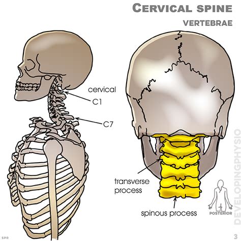 Spinal Library