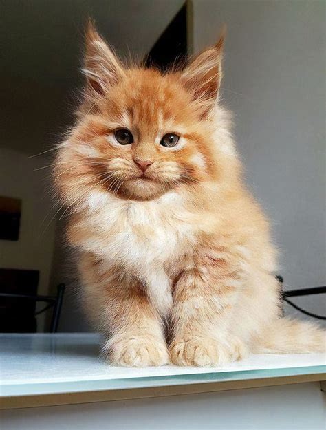 If your kitten has been in the family since he was 8 weeks old, he'll be a lot sturdier and more confident than he was when you bought him home to live with you a month ago. 30 Cute Maine Coon Kittens That Are Actually Giants ...