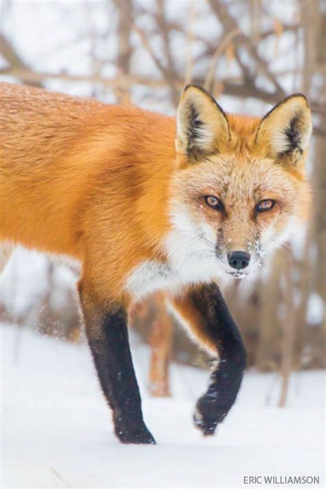 How Does Wildlife Survive Brutal Cold And Winter Storms Iowa Dnr