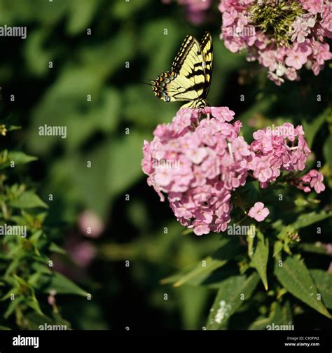 Papilio glaucas fotografías e imágenes de alta resolución Alamy