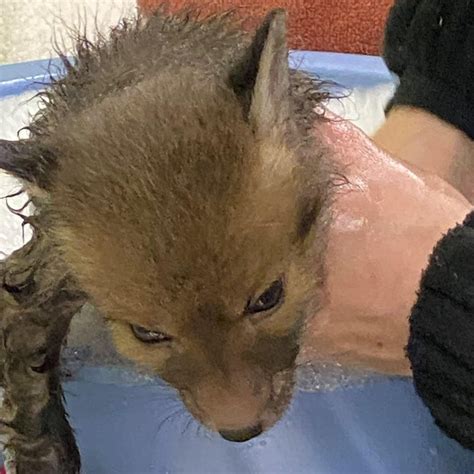Fox Cub Named Sticky Rescued From Edinburgh Glue Trap Bbc News