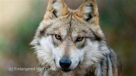 Mexican Wolf Recovery Update 2018 Youtube