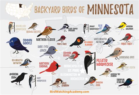 Backyard Birds Of Minnesota Bird Watching Academy