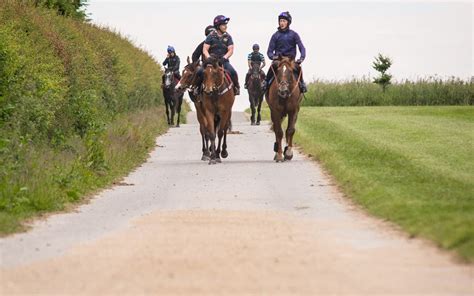 Stable Tours Alan King Racing Dual Purpose Racehorse Trainer