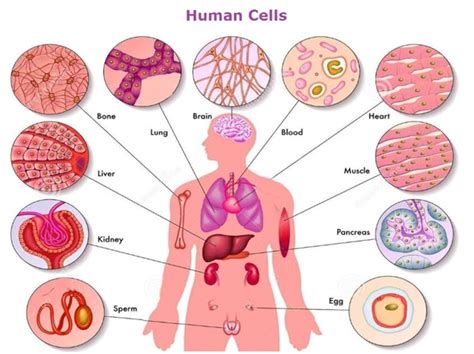 How Many Cells Are There In The Human Body Quora