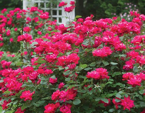 Roses Plants Seeds And Bulbs 2 Gallon 608887462050 Knock Out Double Red
