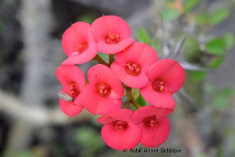 List of flower names with their meanings and alluring pictures. Photo Memoirs: Flowers of Bangladesh (Part 01)