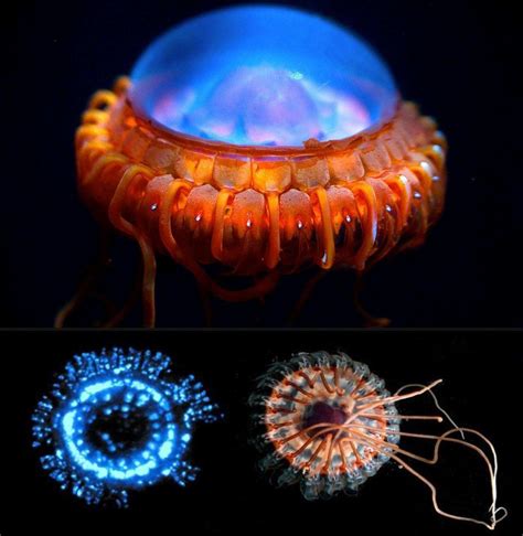 Atolla Jellyfish แมงกระพรุนรูปร่างคล้ายยูเอฟโอ ที่เรืองแสงสีฟ้าได้น่า