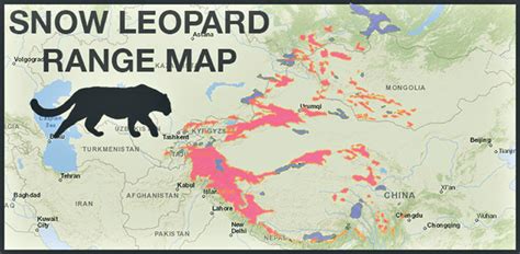 Spl Zones Planned To Protect Snow Leopards