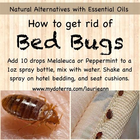Essential Oil Tip And Life Hack Get Rid Of Bedbugs Diy Recipe Bed Bugs
