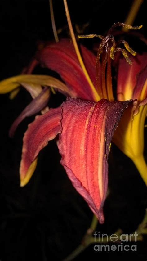 Night Lily By Lkb Art And Photography
