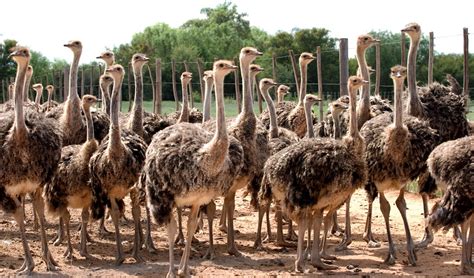 Best Time To See Oudtshoorn Ostriches In South Africa 2023 Roveme