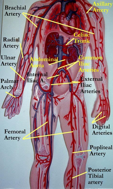 24 Best Veins And Arteries Images Arteries Anatomy And Physiology