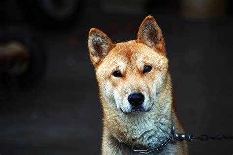 Free Images Puppy Vertebrate Dog Breed Shiba Inu Akita Inu