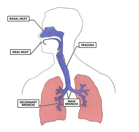 Crossfit Lung Anatomy The Airway And Alveoli