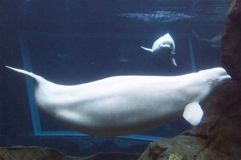 Beloved Beluga Whale Suddenly Dies At Aquarium