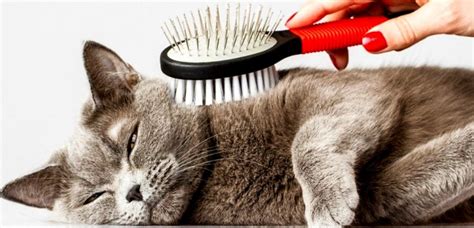 What Is Cat Dandruff And How To Manage It Petsnews