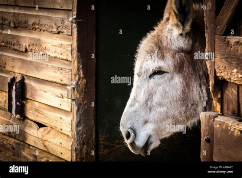 Brown And White Donkey In Stable Hi Res Stock Photography And Images