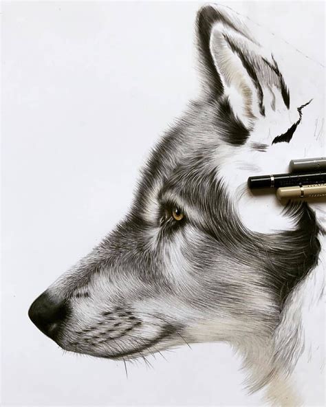 18 How To Draw A Wolf References And Tutorials Beautiful Dawn Designs
