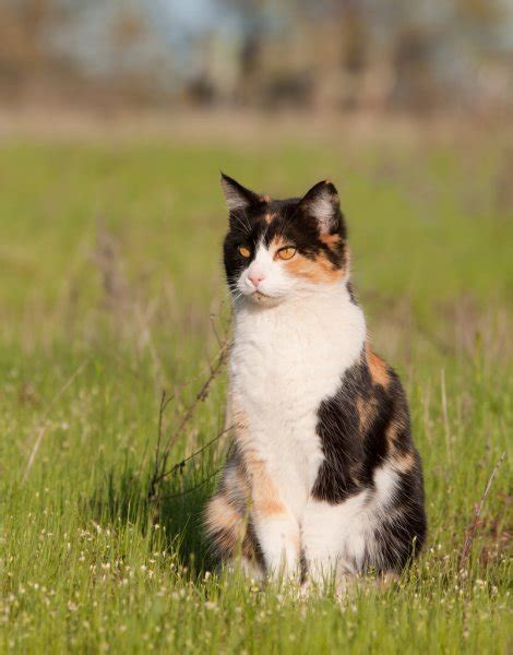 Beautiful Calico Cat Resting In Spring Grass Looking At The Viewer
