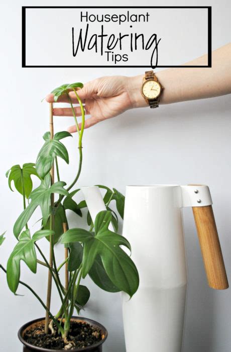 Houseplant Watering Tips Clever Bloom