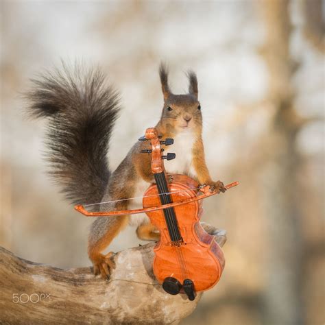 In To The Music Close Up Of A Red Squirrel With A Violin Cute